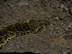 Bitis arietans arietans