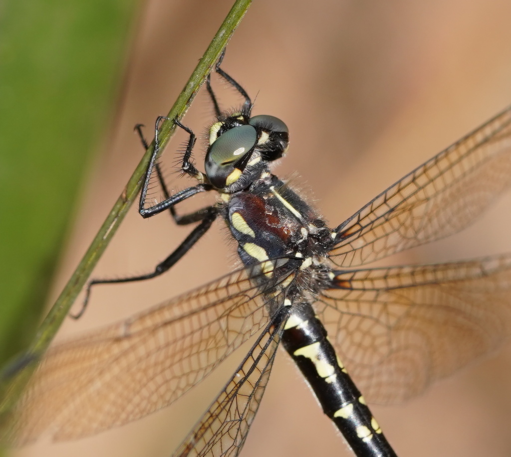Small Tigertail