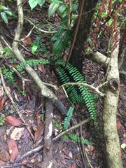 Asplenium longissimum