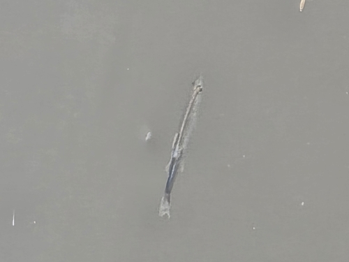 Conmuri (Aldrichetta forsteri) — Mugilidae