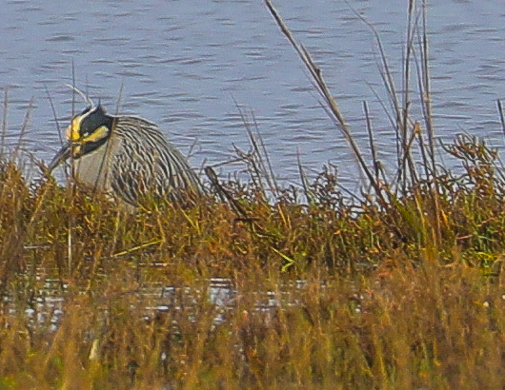 Yellow-Crowned Night-Heron in Sarasota, FL - Slide 3