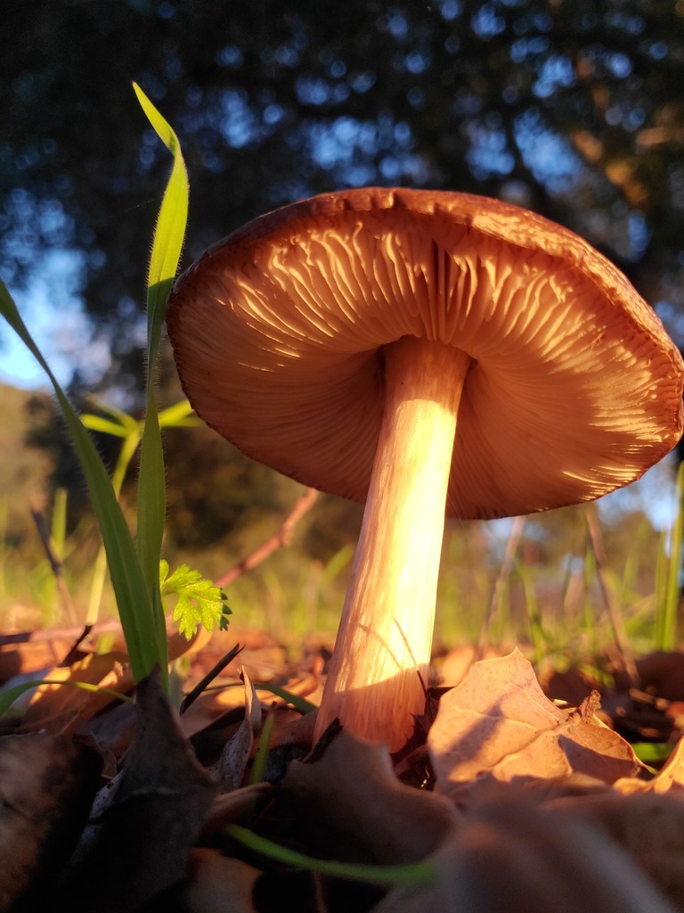 Pluteus exilis · December 2025 · photo: © arlenedevitt (iNaturalist, cc-by)