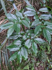 Rhamnus formosana