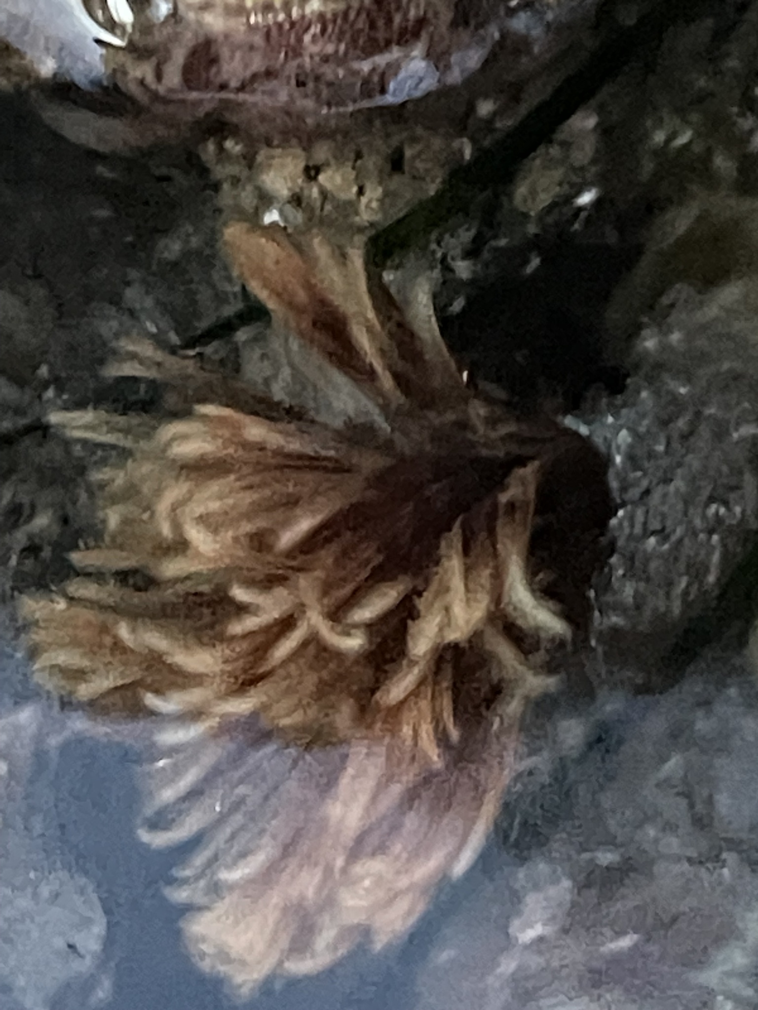 Eudistylia polymorpha (Johnson, 1901)