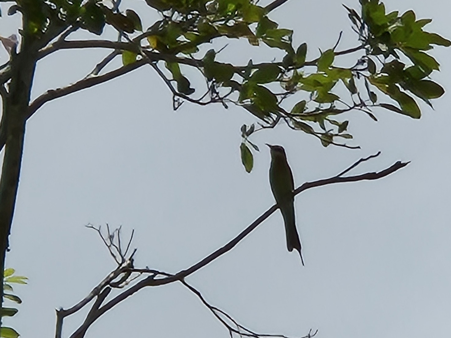 Blue-tailed Bee-eater (Merops philippinus), photo 2