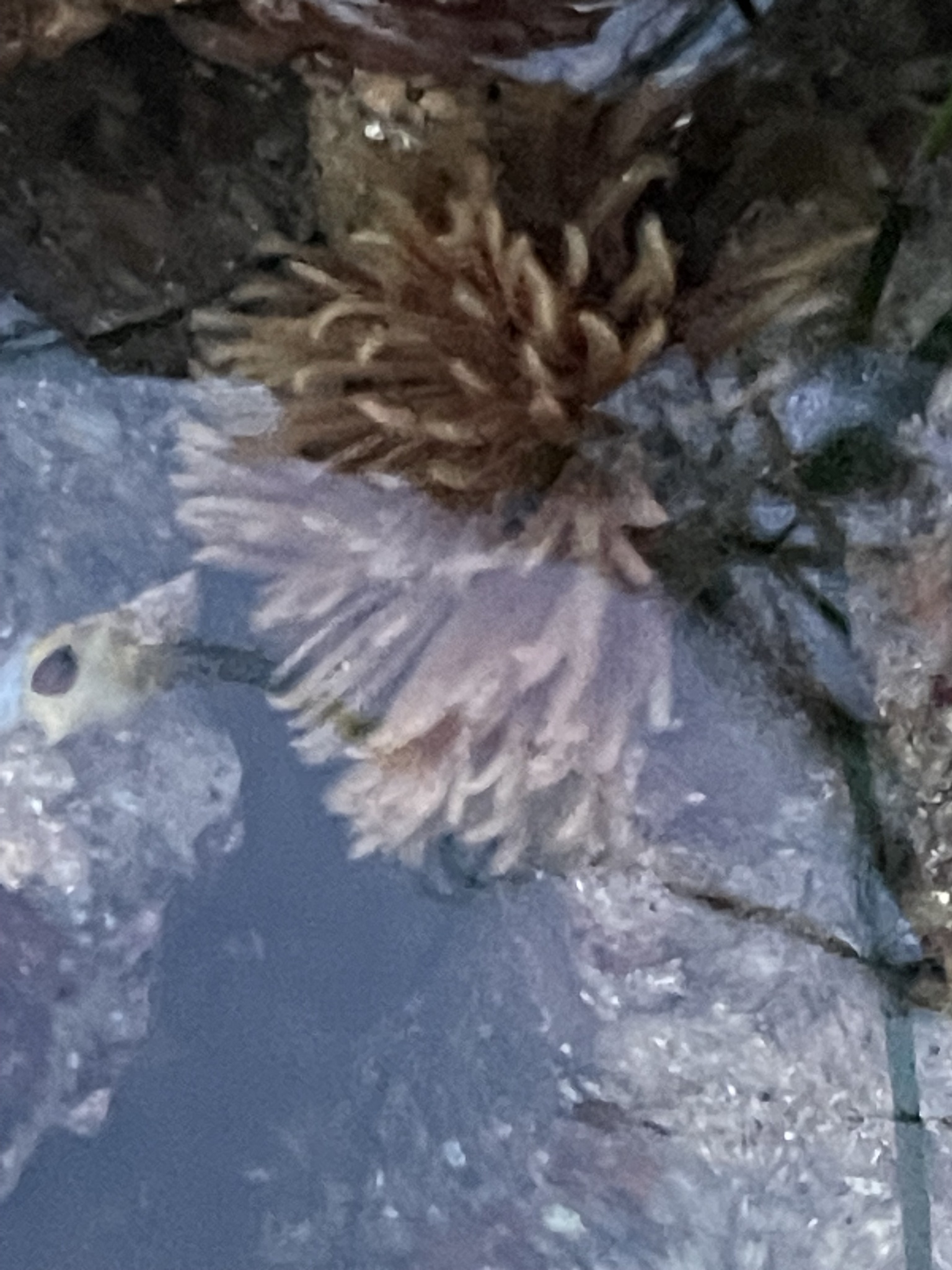 Eudistylia polymorpha (Johnson, 1901)
