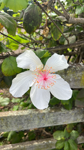 Hibisco