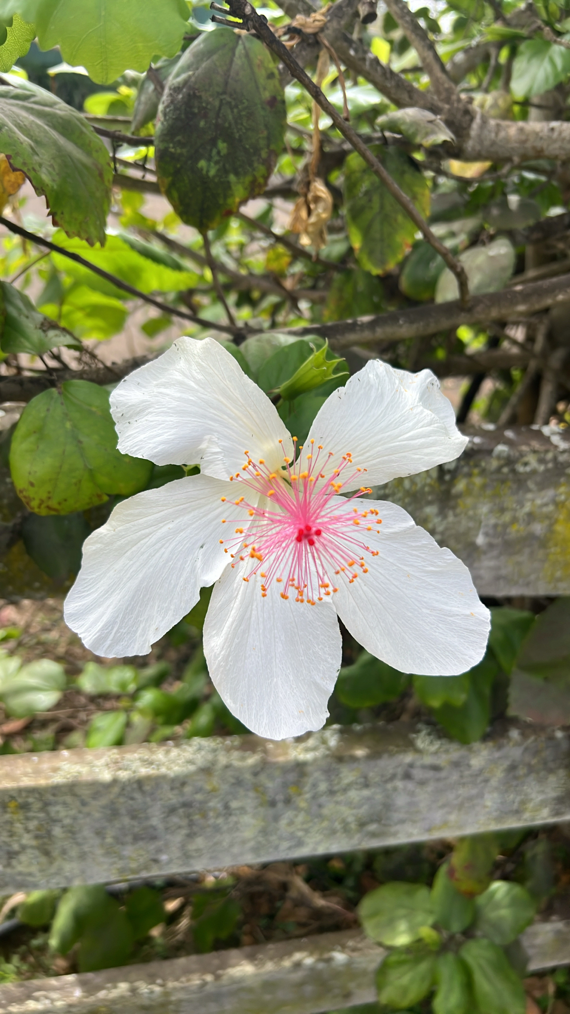 Imagem de Hibisco