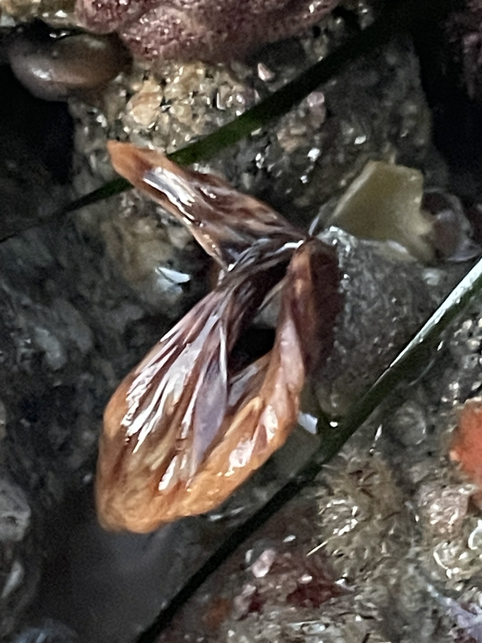 Eudistylia polymorpha (Johnson, 1901)