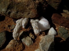 Anacampseros papyracea