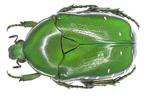 Rhabdotis aulica (Fabricius, 1781)