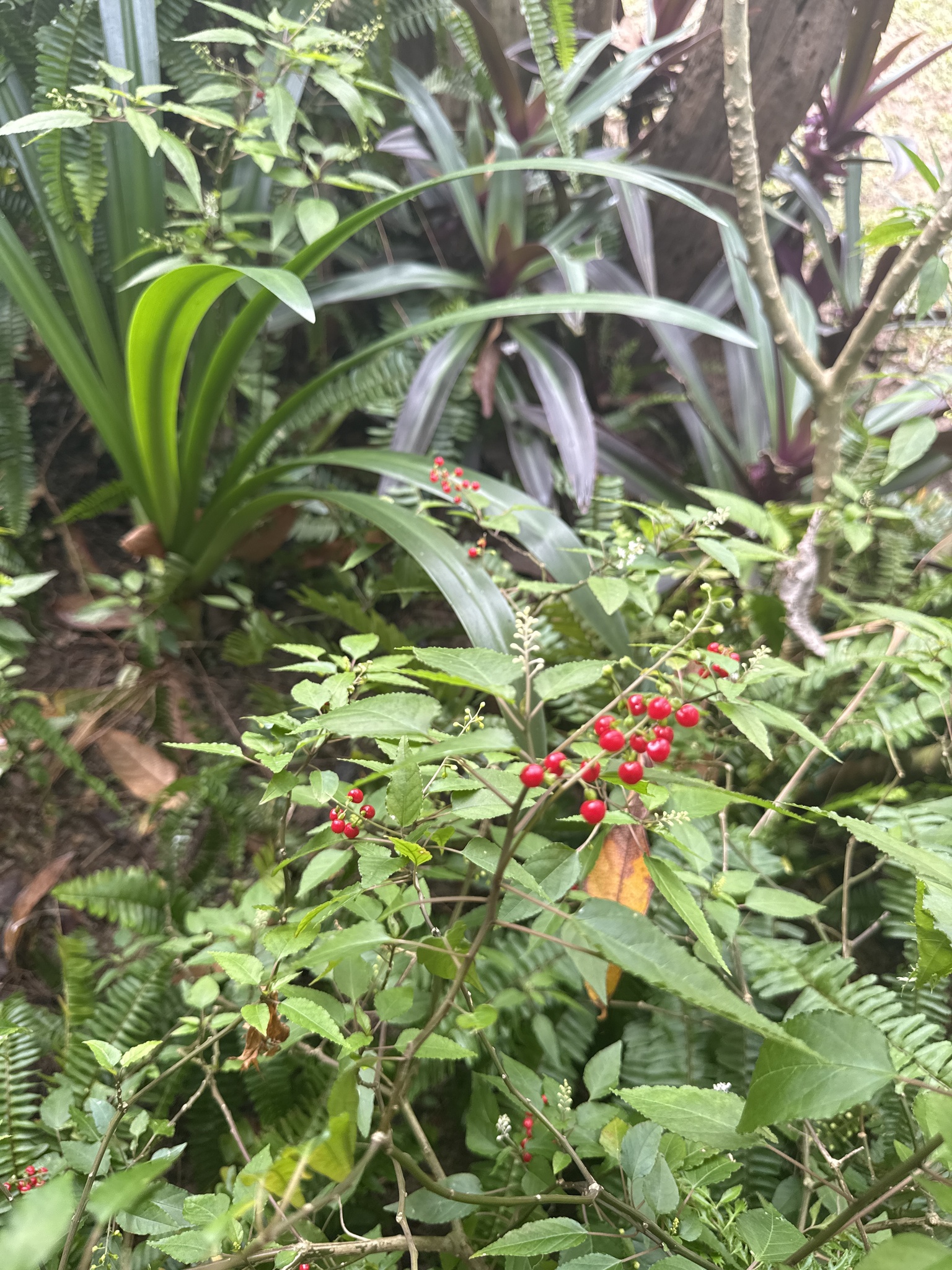 Rivina humilis (Rivina humilis)