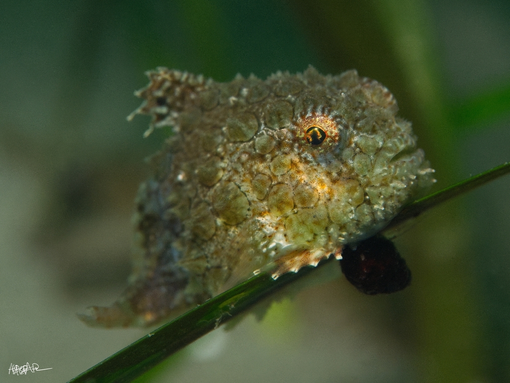 Pacific spiny lumpsucker (Eumicrotremus orbis) — Cyclopteridae