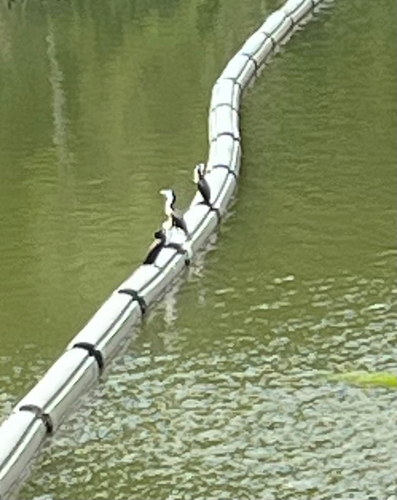 Little Pied Cormorant (Microcarbo melanoleucos), photo 6