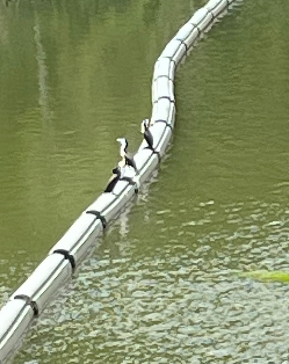 Little Pied Cormorant (Microcarbo melanoleucos), photo 7