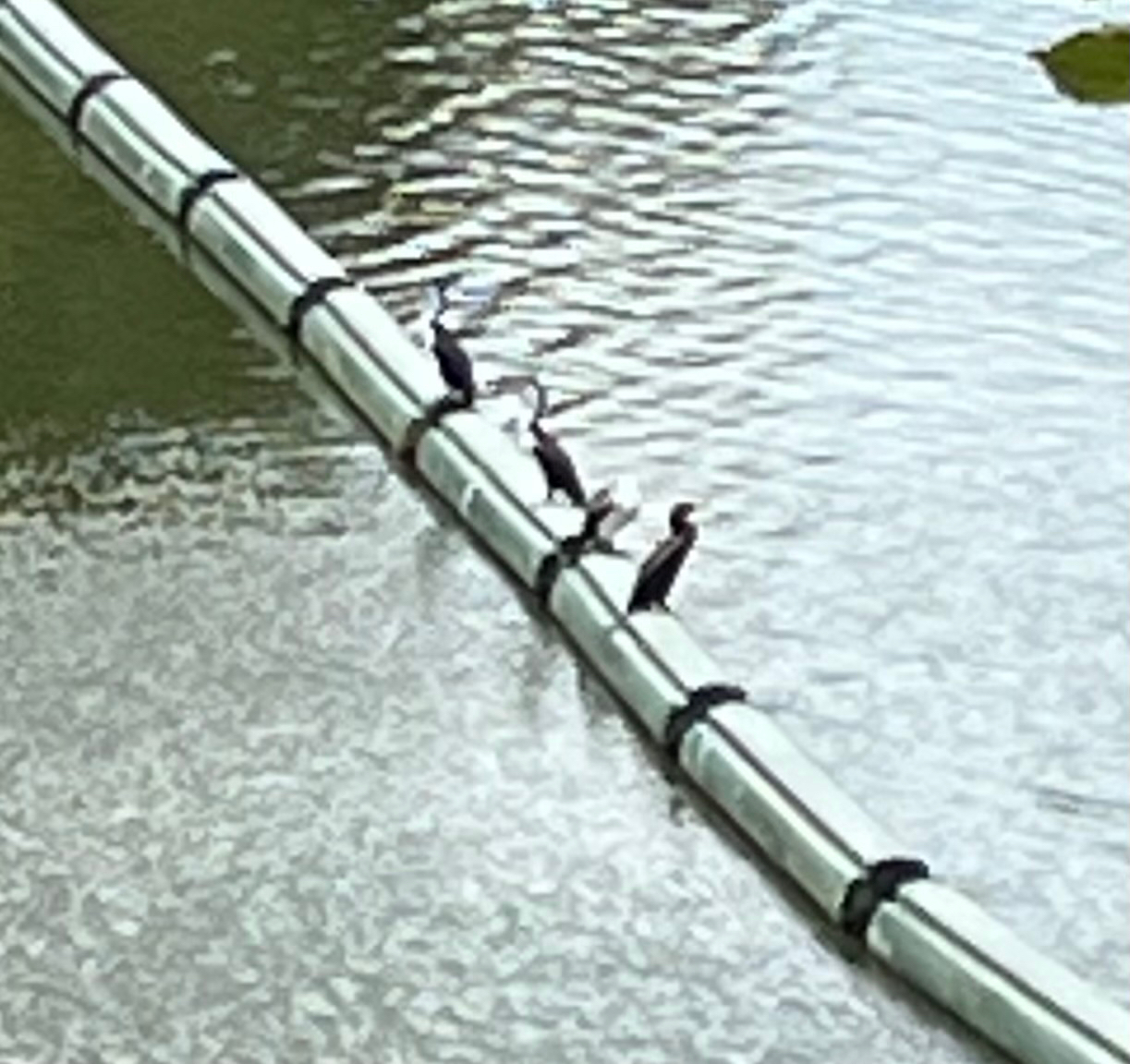 Little Pied Cormorant (Microcarbo melanoleucos), photo 8