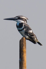 Ceryle rudis leucomelanurus