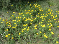 Xerochrysum subundulatum
