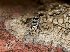 Pellenes geniculatus