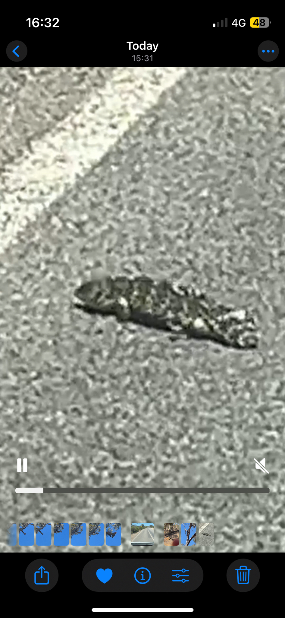 Tiliqua rugosa (Gray, 1825)