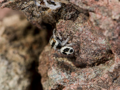 Pellenes geniculatus