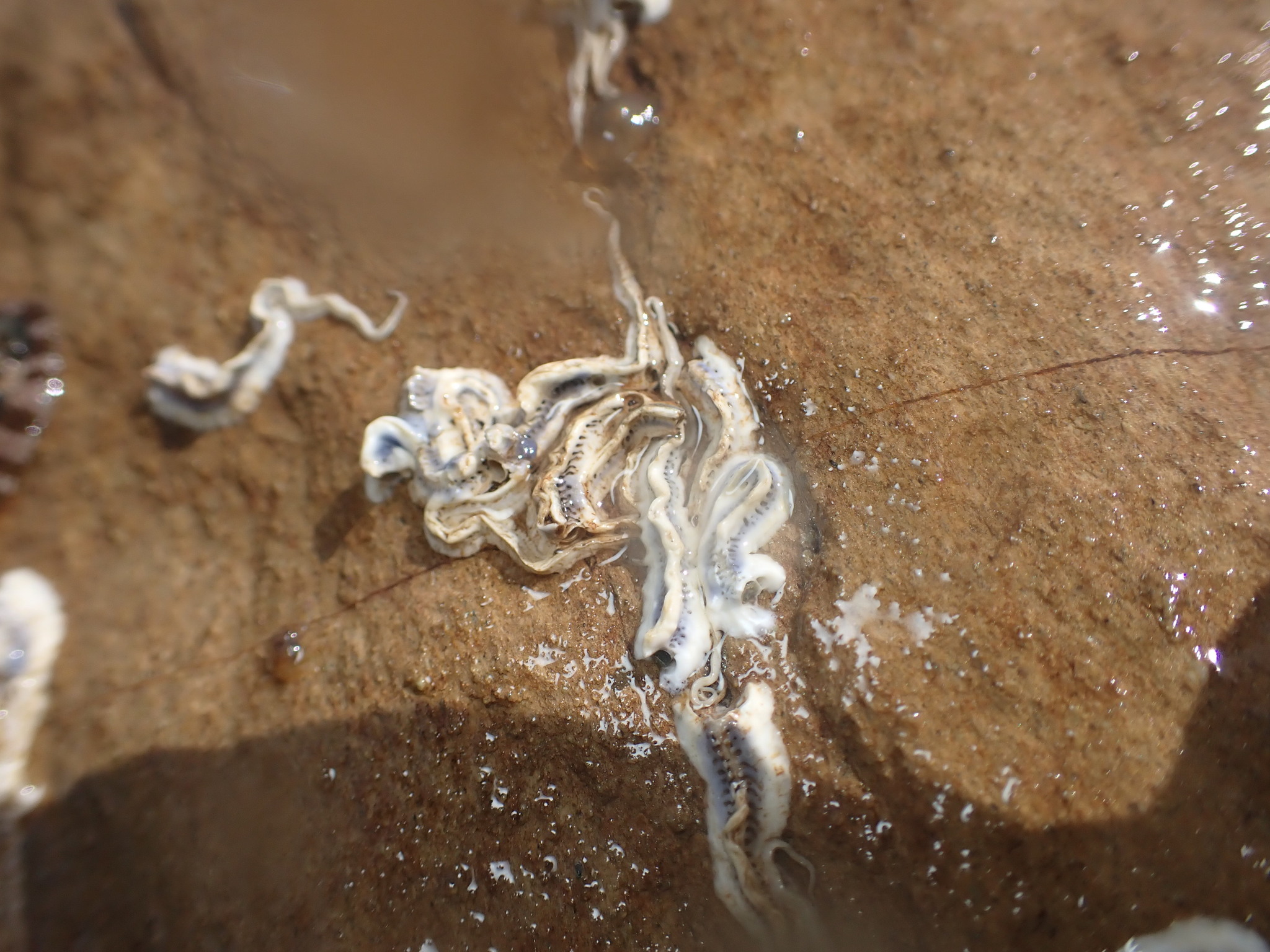 Spirobranchus cariniferus (Gray, 1843)