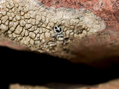 Pellenes geniculatus