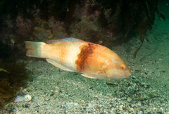 Notolabrus tetricus