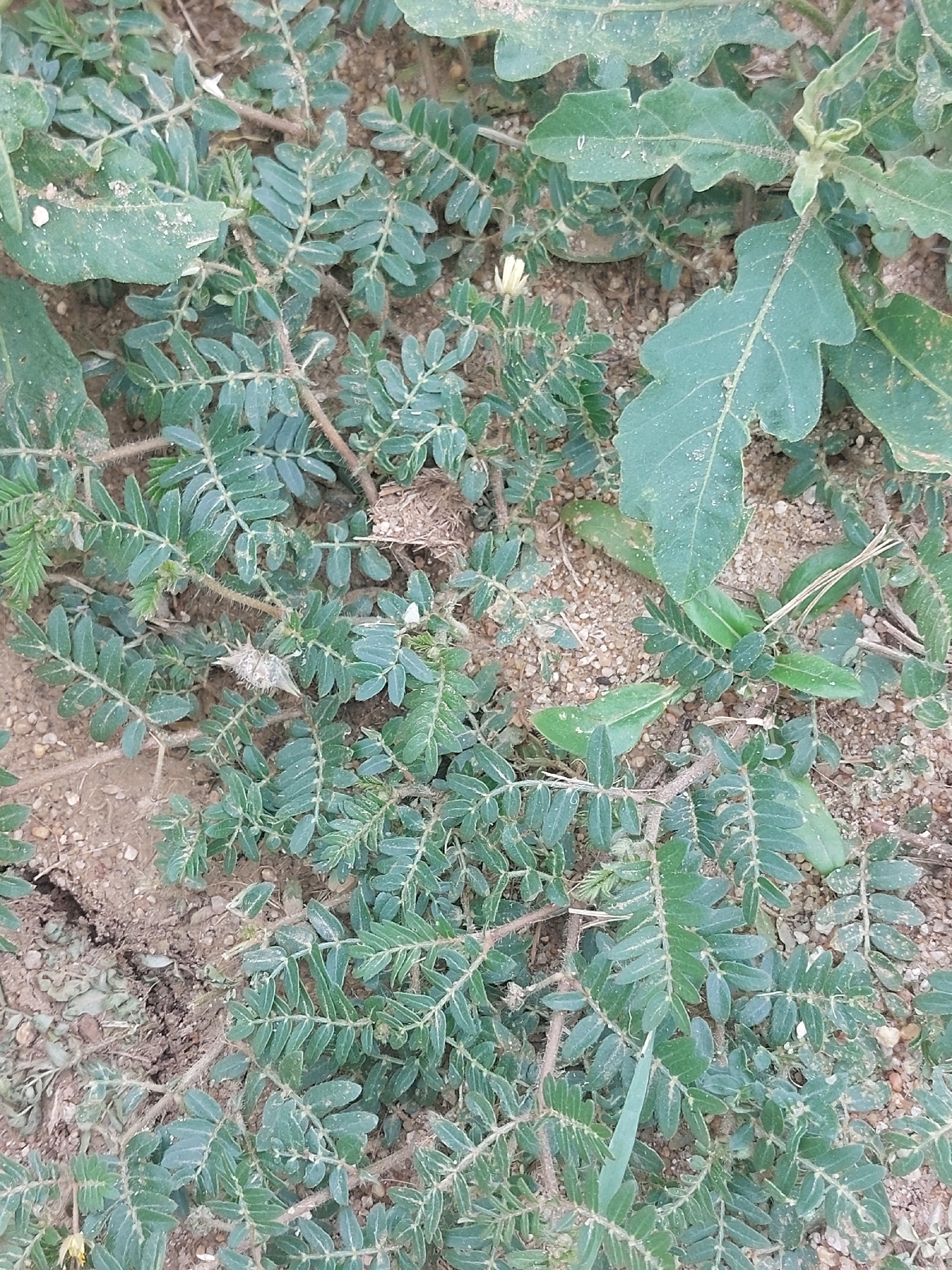 Imagem de Tribulus terrestris