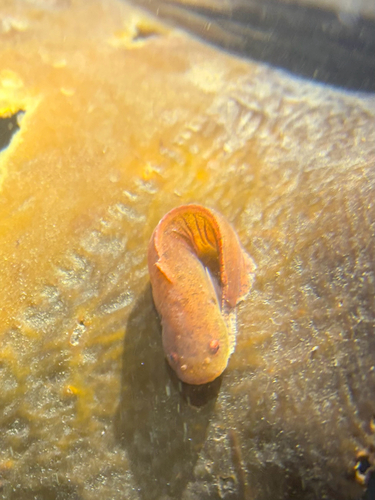 Slimy snailfish (Liparis mucosus) — Liparidae
