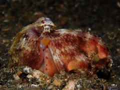 Amphioctopus