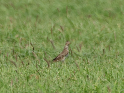 Eurasian Skylark (Alauda arvensis), photo 2