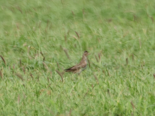 Eurasian Skylark (Alauda arvensis), photo 3