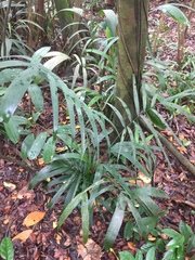 Ptychosperma macarthurii