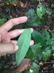 Oxyceros longiflorus