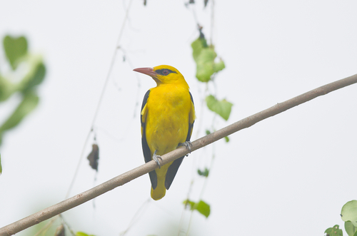 Indian Golden Oriole (Oriolus kundoo)