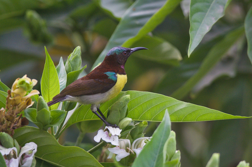 Purple-rumped Sunbird (Leptocoma zeylonica), photo 2