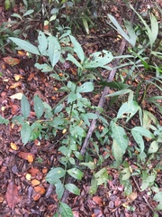 Oxyceros longiflorus