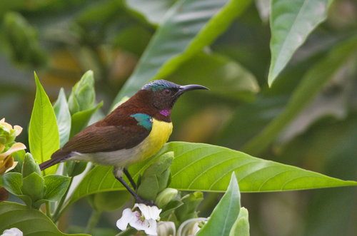 Purple-rumped Sunbird (Leptocoma zeylonica), photo 1