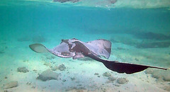 Pastinachus ater