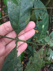 Oxyceros longiflorus