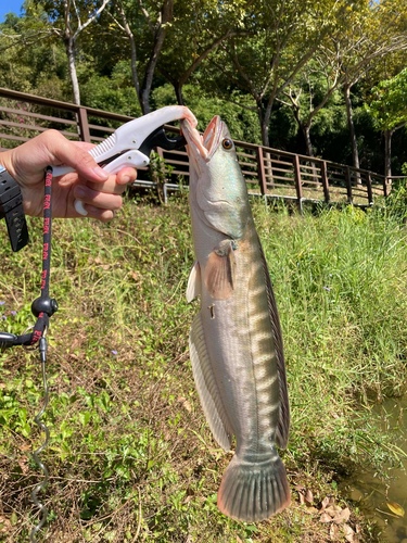 Giant snakehead (Channa micropeltes) — Channidae — 3