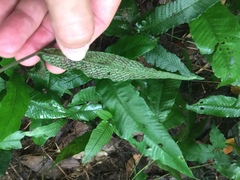 Grypothrix triphylla