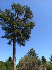 Mexican white pine (Pinus benthamiana)