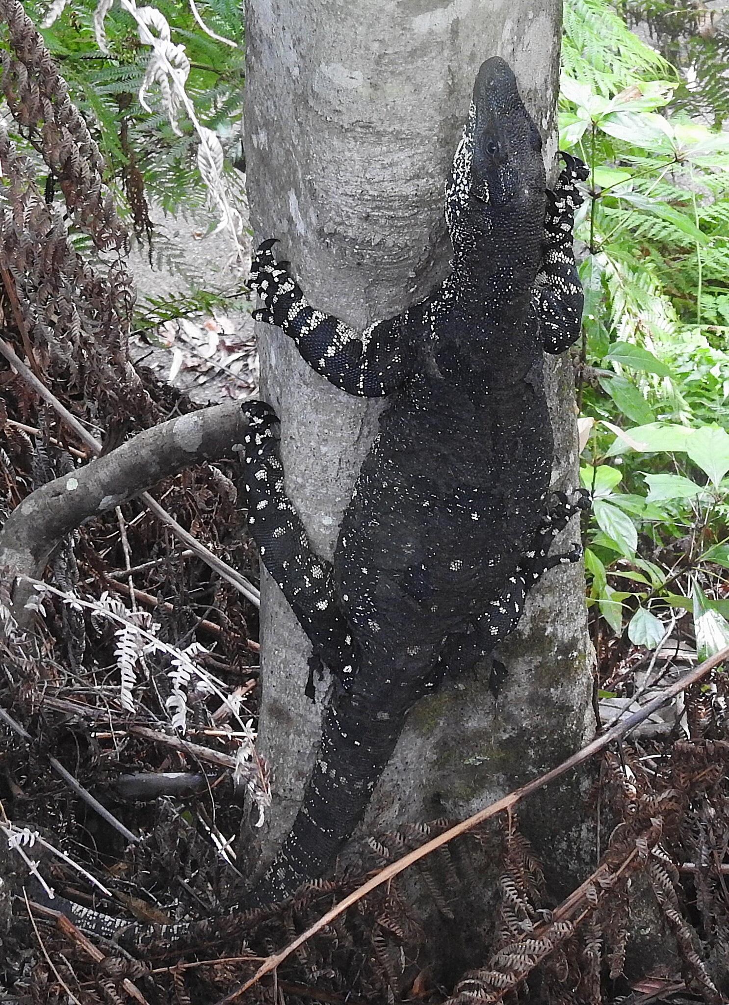 Varanus varius (Shaw, 1790)