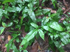 Grypothrix triphylla