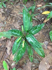 Aglaonema commutatum