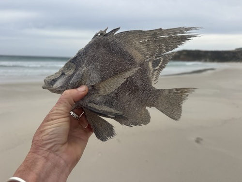 Hutchin's boarfish (Parazanclistius hutchinsi) — Pentacerotidae — 3