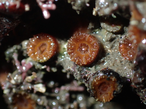 Hard Coral