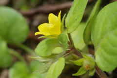 Lysimachia japonica japonica